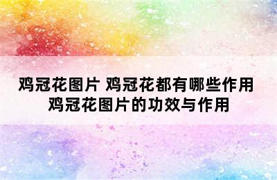 鸡冠花图片 鸡冠花都有哪些作用 鸡冠花图片的功效与作用